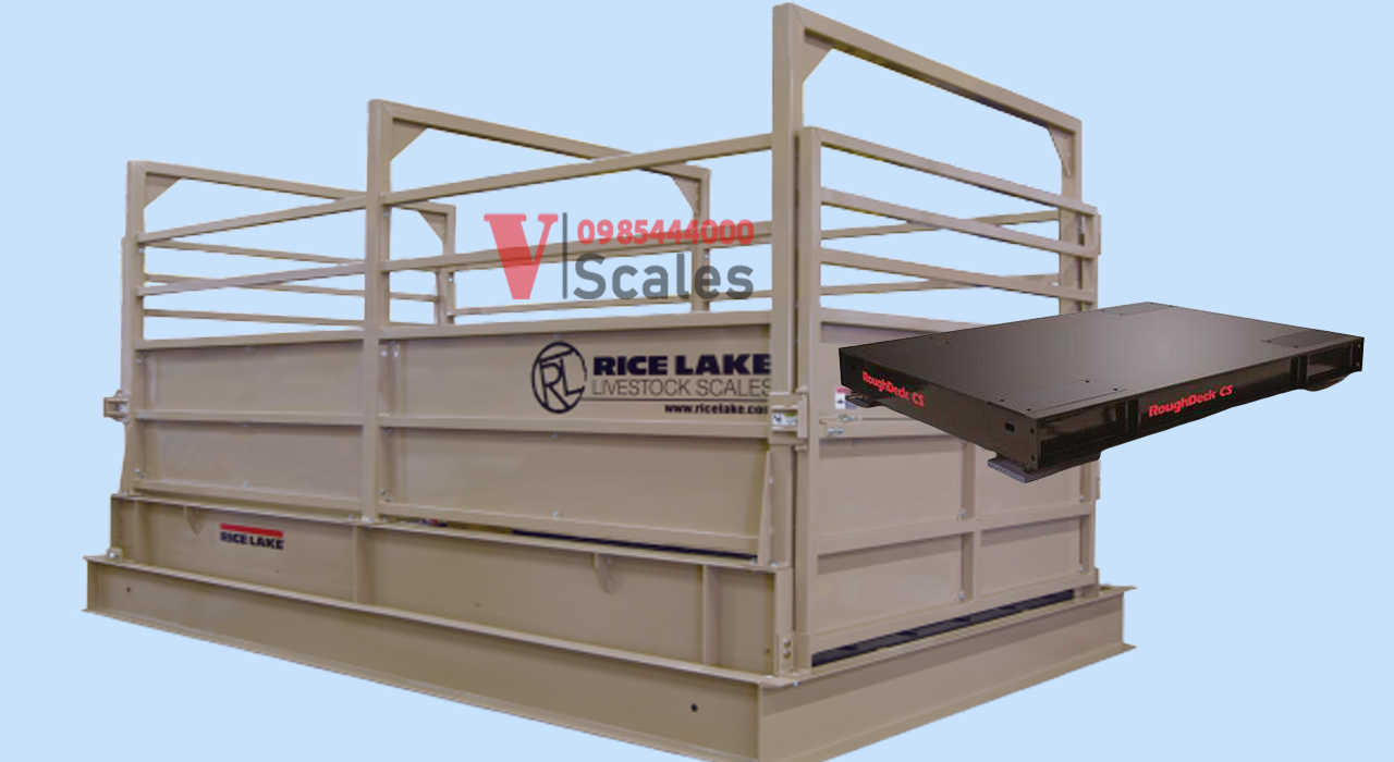 can-heo-bo-rice-lake